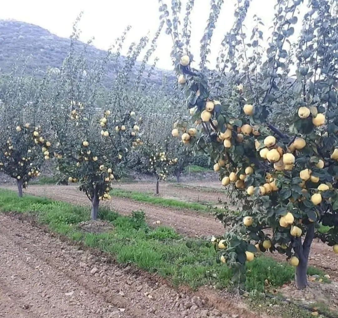 EKMEK AYVA FİDANI